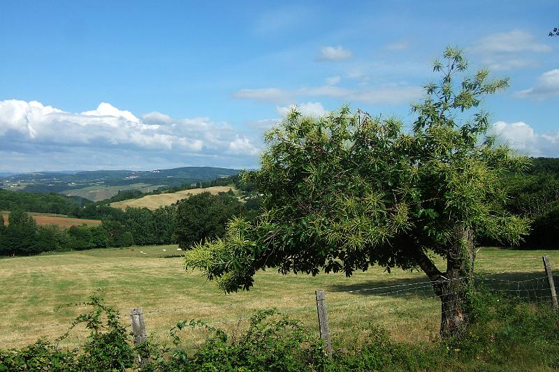 2011-05- (526).JPG - Esskastanien-Bäume sehen wir heute gehäuft - dafür gibt es weniger Kirschen